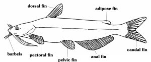 Thumbnail image of anatomical catfish line drawing.