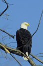 Eagle Photo by USFWS
