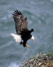 Eagle Photo by USFWS