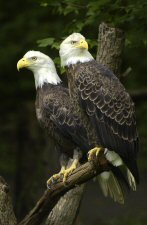 Eagle photo by Stephen Shaluta at the WV Division of Tourism