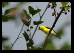 Goldfinch