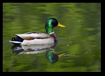 Mallard Duck