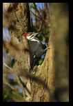 Woodpecker