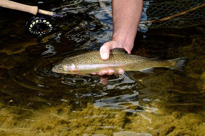 Photo courtesy of the West Virginia Department of Commerce Friday and Saturday trout stockings will begin March 2 in waters within and near selected West Virginia state parks