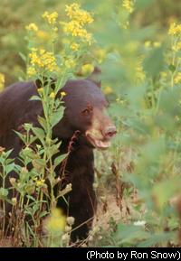 Black Bear