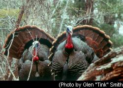 Wildl Turkey