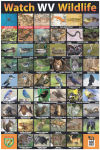 Watch WV Wildlife Poster