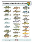 Fish Poster