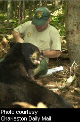 Tagging a bear