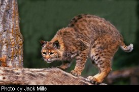 A bobcat