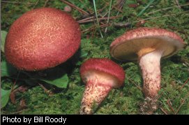 Painted Bolete