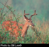 Velvet antlers