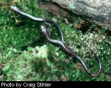 Cheat Mountain salamander