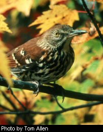 Brown Thrasher