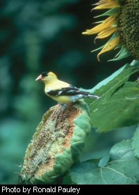 American goldfinch