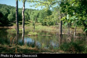 Man-made duckponds