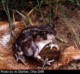 Eastern Spadefoot Toad