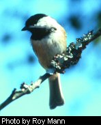 Chickadee