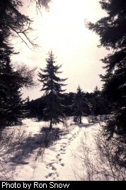 A Winter's Walk