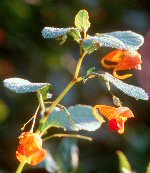 Jewelweed