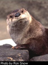 River otter