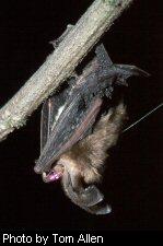 Virginia big-eared bat