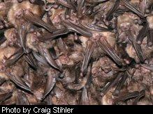 Virginia big-eared bats