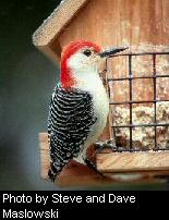 Wood Pecker