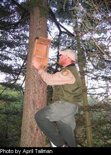 The author places a nest box in prime saw-whet owl habitat