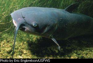 Catfish and other bottom-feeding species can withstand lower levels 
			but will seek shallower water (richer in oxygen) if conditions are too extreme.