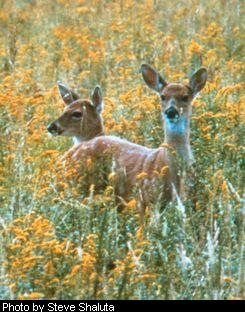 Longer seasons and increased bag limits have been used to decrease deer populations in many counties.