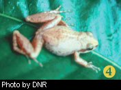 Upland chorus frog