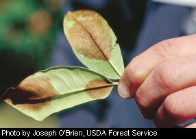 Sudden oak death