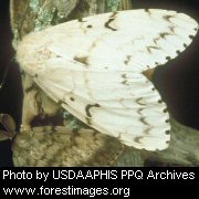 A male (brown) and female (white) Asian gypsy moth