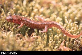 The Appalachian seal salamander