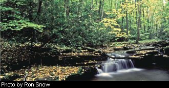 The lush scenery found in the Fernow Research Forest is some of the most pristine in West Virginia's Cathedral Highlands