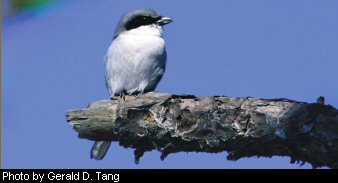 Loggerhead shrike