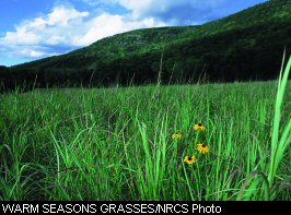 Warm season grasses