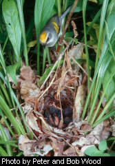 Golden-winged warbler populations are monitored