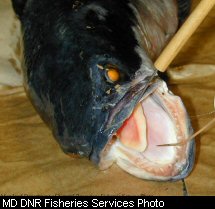 Snakehead captured in Maryland