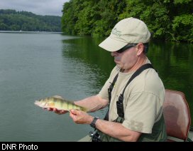 The author holding a yellow perch, an aggressive introduced species