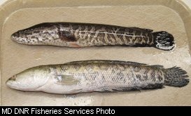 Snakeheads caught in Maryland