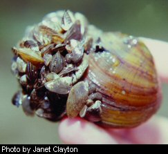Zebra mussles are a threat to native mussel populations