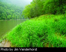 A bank of sedge along the New River