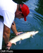 An angler releases a 38-inch muskellunge caught on the Buchannon River