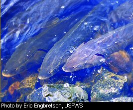 Lake sturgeon