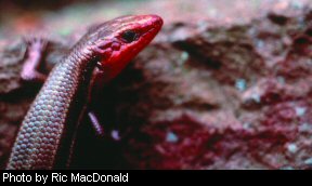 The five-lined skink