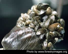 Attack of the Zebra Mussels