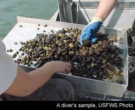 A diver's sample