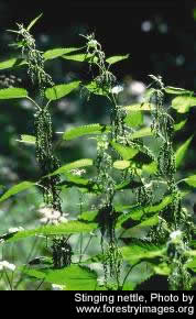 Stinging Nettle